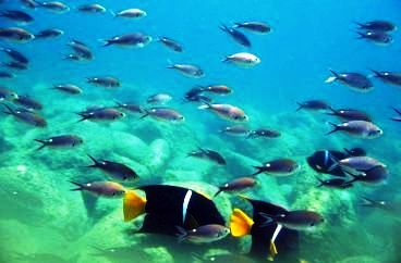 Best Off Beach Snorkeling In Costa Rica Best Off Beach Snorkeling In Costa Rica