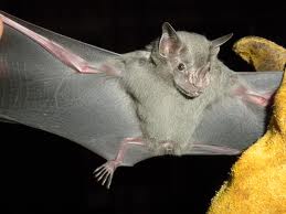 Bats-Jamaican-fruit-bat.jpg