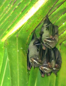 Tent-making bats under a palm leaf
