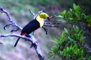 Birds Costa Rica - Toucan