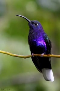 Violet Sabrewing Hummingbird Costa Rica
