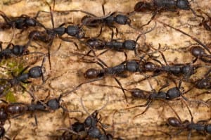 Army ants in Costa Rica