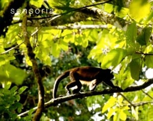 Howler monkey at Sensoria