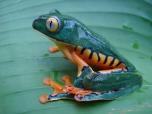 Rainforest frog at Veragua