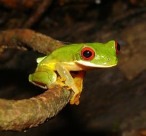 Red-eyed tree frog at Veragua Rainforest