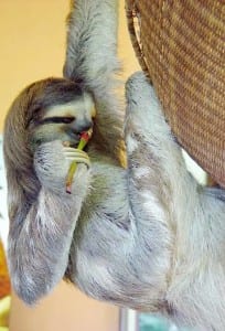 Sloth Sanctuary - Buttercup