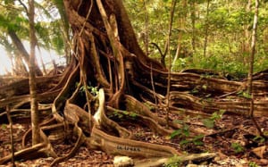 corcovado national park