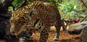 Jaguar