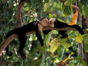 White-faced monkeys at Veragua Rainforest