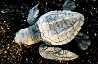 Baby sea turtle at Ostional National Wildlife Refuge in Costa Rica