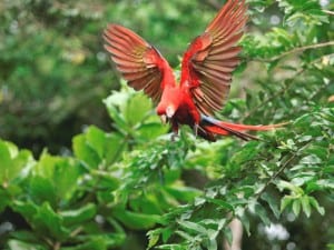 Scarlet Macaw at Maquenque