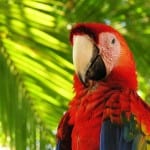 Scarlet Macaw at Playa Nicuesa Rainforest Lodge