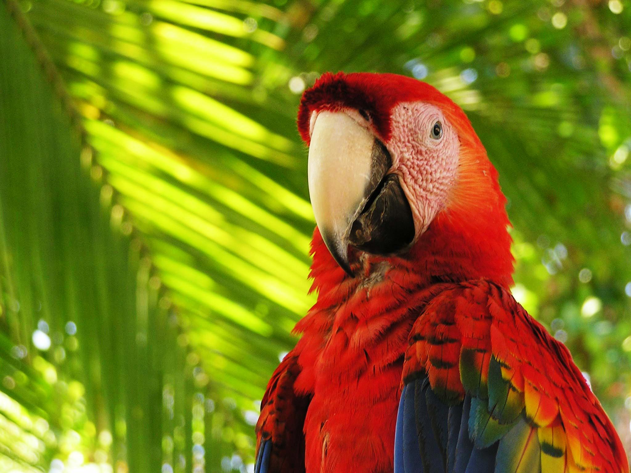 how are macaws adapted to the rainforest