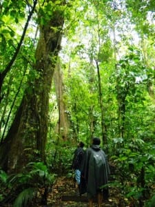 Sensoria rainforest hike
