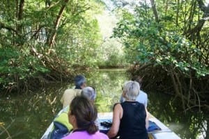 Nosara River Tour