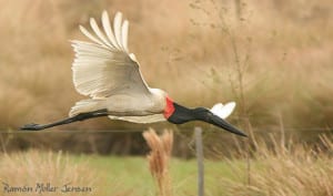 Jabiru-300x177.jpg?width=300