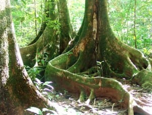 Piedras Blancas National Park trees