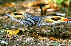 Sunbittern-300x195.jpg?width=300