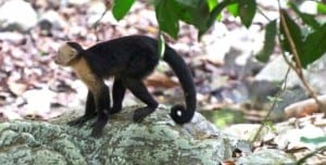 Costa Rica - Cabo Blanco white-faced monkey