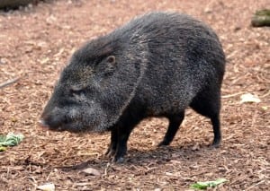 Portasol wildlife - Collared peccary