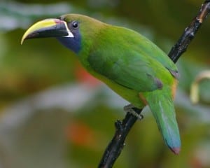 Rincon Birds - Emerald Toucanet