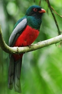 Rincon Birds - Slaty tailed trogon