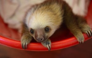 Sloth Sanctuary, image by Tico Times