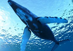 Humpback whale, Golfo Dulce