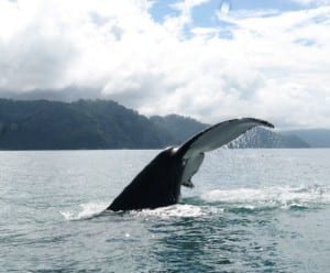 Humpback whale tail, Golfo Dulce, photo by CEIC