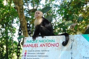 Manuel Antonio National Park monkey