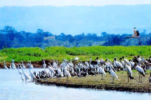 Cano Negro Refuge in Costa Rica