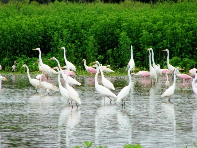 Cano Negro everglades in Costa Rica