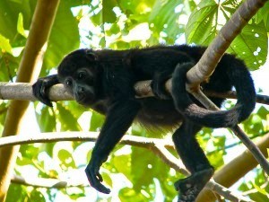 Howler monkey in Costa Rica