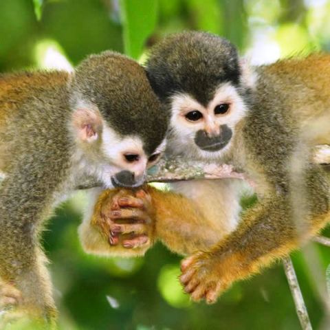 Squirrel Monkeys in Osa, Costa Rica