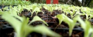 Organic baby greens at Hacienda Okhra in Costa Rica