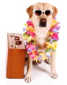 Pet-travel-to-Costa-Rica-236x300.jpg?width=236