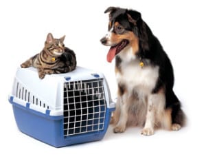 Pets - dog and cat travel