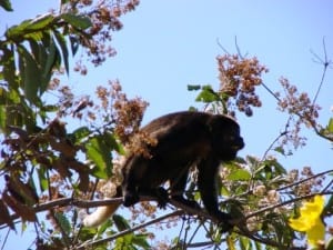 Karen Mogensen Reserve - howler monkey