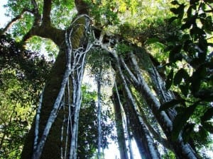 Karen Mogensen Reserve forest