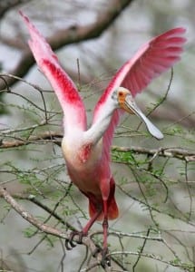 Roseate Spoonbill