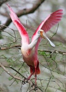Roseate-Spoonbill-215x300.jpg?width=146