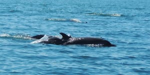 Whale-Dolphins-by-Uvita-300x150.jpg?width=300