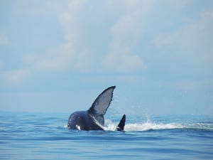 Whale-Humpback-Whale-in-Costa-Rica-300x225.jpg?width=300