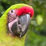 Great Green Macaw in Costa Rica