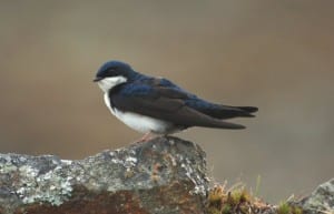 Migratory Birds - blue and white swallow