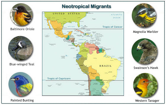 Neotropical bird migrants, image by Cornell University