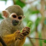 Squirrel monkey in Costa Rica