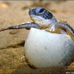 Turtle baby hatching