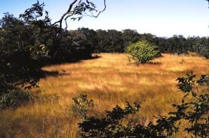 Jaragua grass in Guanacaste Costa Rica