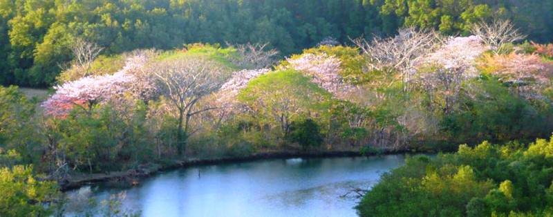 Nosara River tour, photo by Nosara River Safari